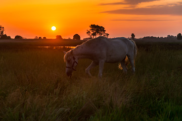 Image showing Horse grazing on pasture