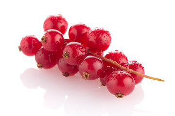 Image showing Red Currant