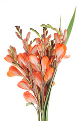 Image showing Orange lilies