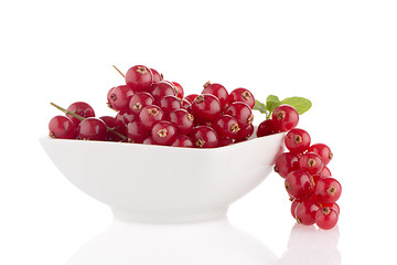 Image showing Red Currants