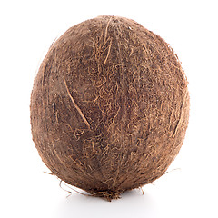 Image showing Coconut