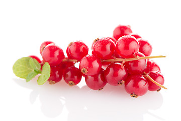 Image showing Red Currants