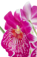 Image showing Pansy Orchid - Miltonia Lawless Falls 