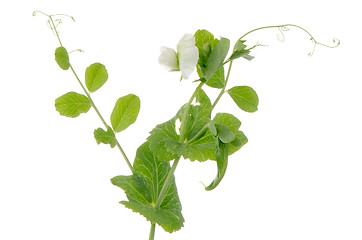Image showing Branches and flower of green pea