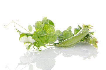 Image showing Fresh green pea pod