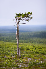 Image showing Lonely tree