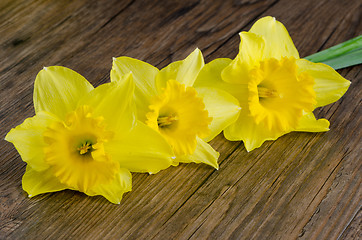 Image showing Jonquil flowers