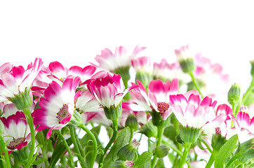 Image showing Beautiful pink flowers and green grass