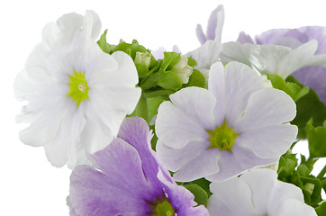 Image showing Beautiful violet flower