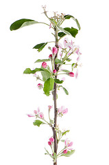 Image showing Closeup of Apple blossoms