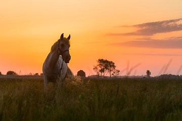 Image showing Horse grazing on pasture