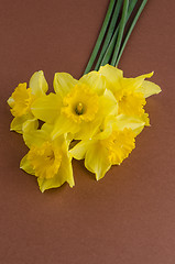 Image showing Jonquil flowers