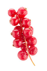 Image showing Red Currant