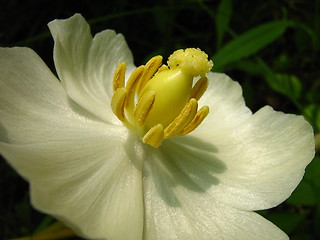 Image showing Mayapple (Latin Name: Podophyllum peltatum)