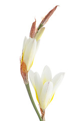 Image showing Lilies