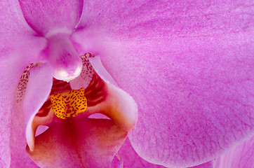 Image showing Closeup of beautiful pink orchid