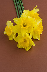 Image showing Jonquil flowers