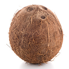 Image showing Coconut