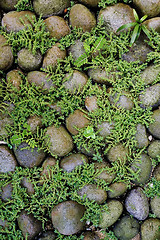 Image showing Plants growing among rocks

