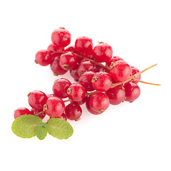 Image showing Red Currants