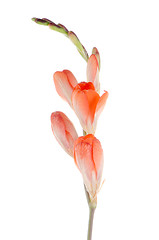 Image showing Orange lilies