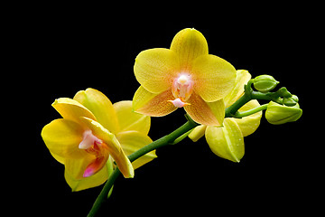 Image showing Yellow orchid

