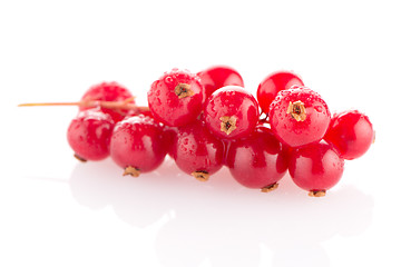 Image showing Red Currant