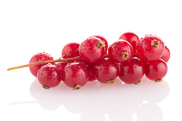 Image showing Red Currants