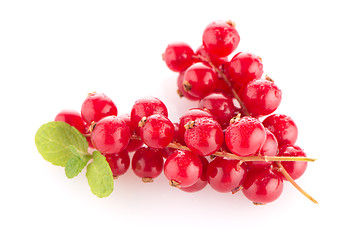 Image showing Red Currants