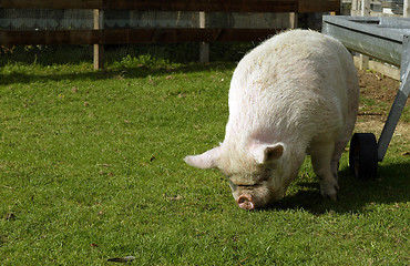 Image showing Pig