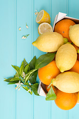 Image showing Citrus fresh fruits