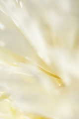 Image showing Abstract beautiful gentle spring flower background.  Closeup with soft focus. Sweet color