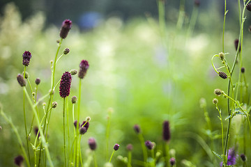 Image showing Abstract beautiful gentle spring flower background.  Closeup with soft focus. Sweet color