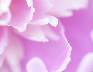 Image showing Abstract beautiful gentle spring flower background.  Closeup with soft focus. Sweet color