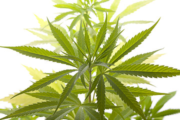 Image showing Fresh Marijuana Plant Leaves on White Background