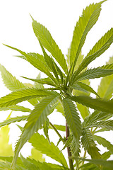 Image showing Fresh Marijuana Plant Leaves on White Background