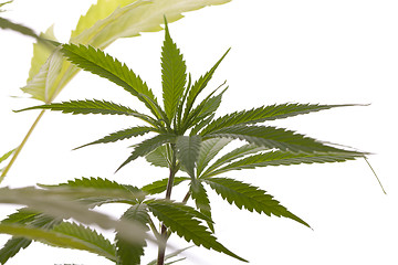 Image showing Fresh Marijuana Plant Leaves on White Background