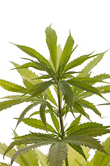 Image showing Fresh Marijuana Plant Leaves on White Background