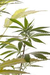 Image showing Fresh Marijuana Plant Leaves on White Background