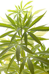 Image showing Fresh Marijuana Plant Leaves on White Background