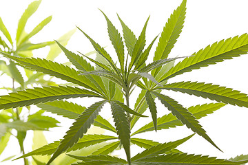 Image showing Fresh Marijuana Plant Leaves on White Background