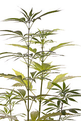 Image showing Fresh Marijuana Plant Leaves on White Background