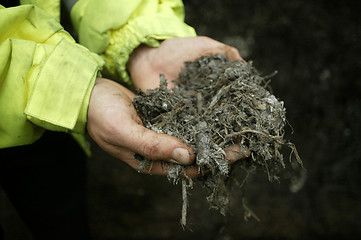 Image showing Compost