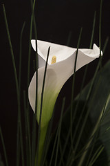 Image showing White Calla Lili in front of black Background macro Detail