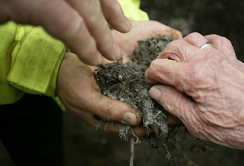 Image showing Compost