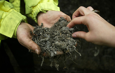 Image showing Compost