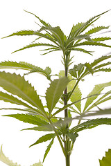 Image showing Fresh Marijuana Plant Leaves on White Background