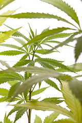 Image showing Fresh Marijuana Plant Leaves on White Background