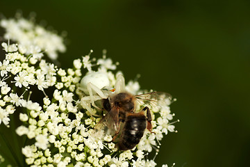 Image showing eating spider