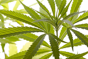 Image showing Fresh Marijuana Plant Leaves on White Background